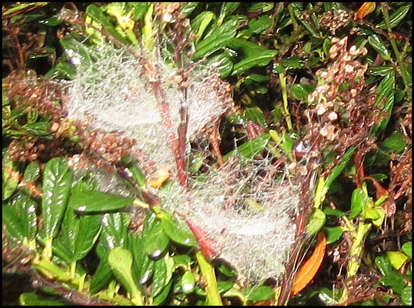 Annexe Cyrtophora arbre de Noel e