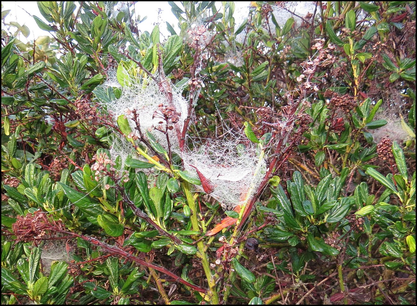 Annexe Cyrtophora arbre de Noel J
