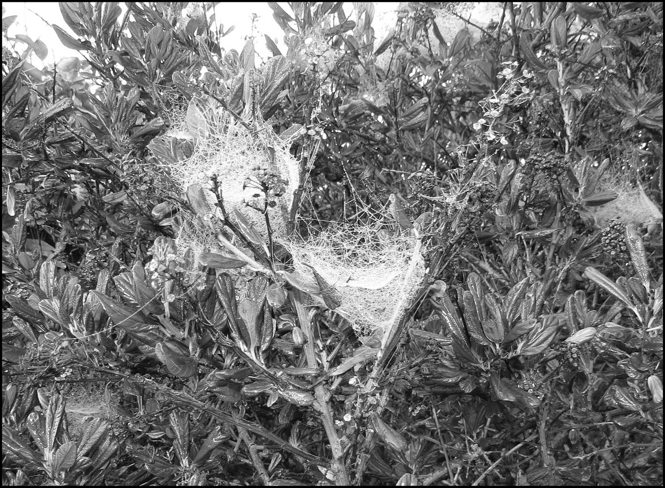 Annexe Cyrtophora arbre de Noel k
