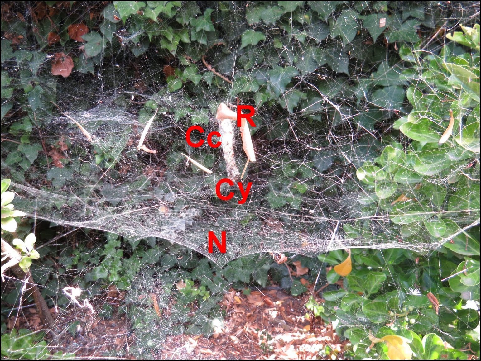 Annexe  Cyrtophora Titine cocons