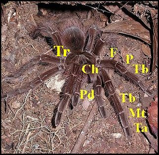 Appendices Theraphosa