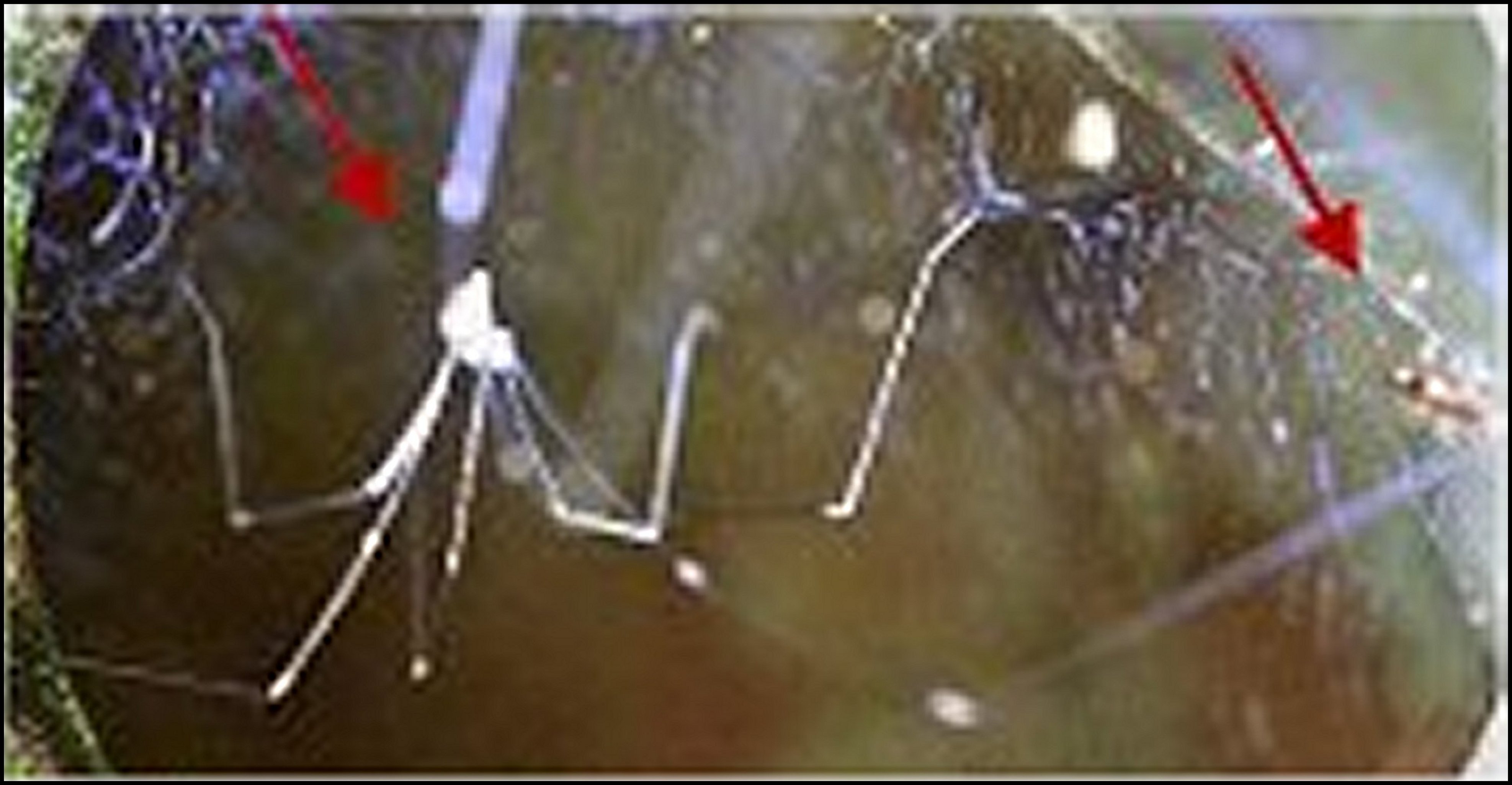 Arachnocoris karukerae in situ