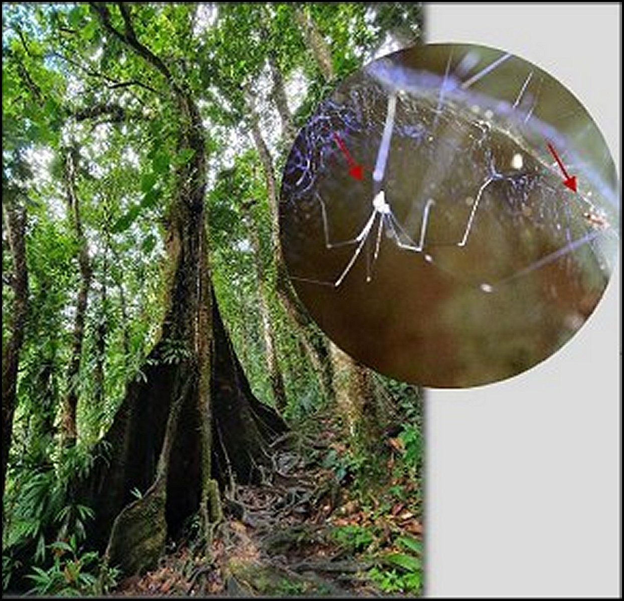 Arachnocoris karukerae in situ 2