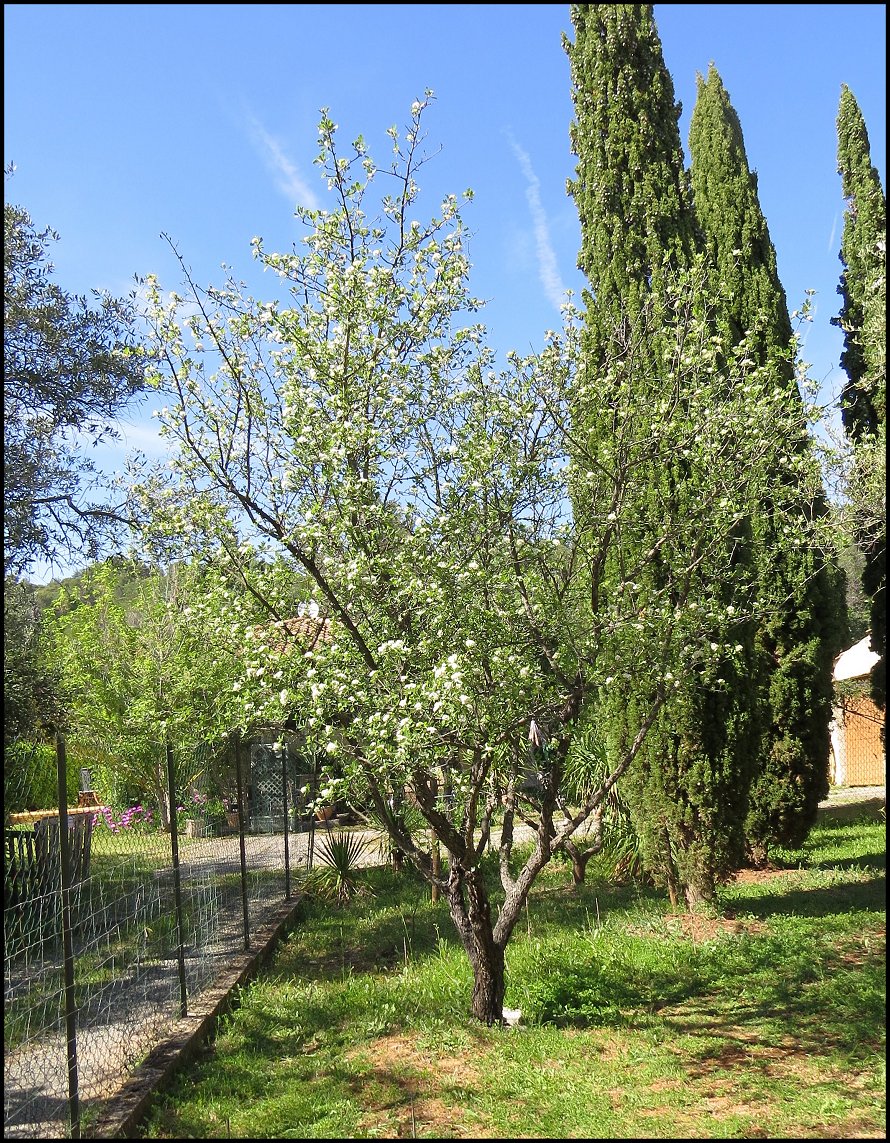 Arbre fleuri 2024