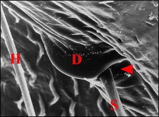 Archet fissifrontella