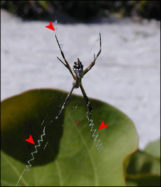 Argentata Mexique 1