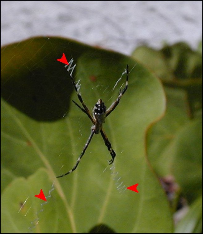 Argentata Mexique 2