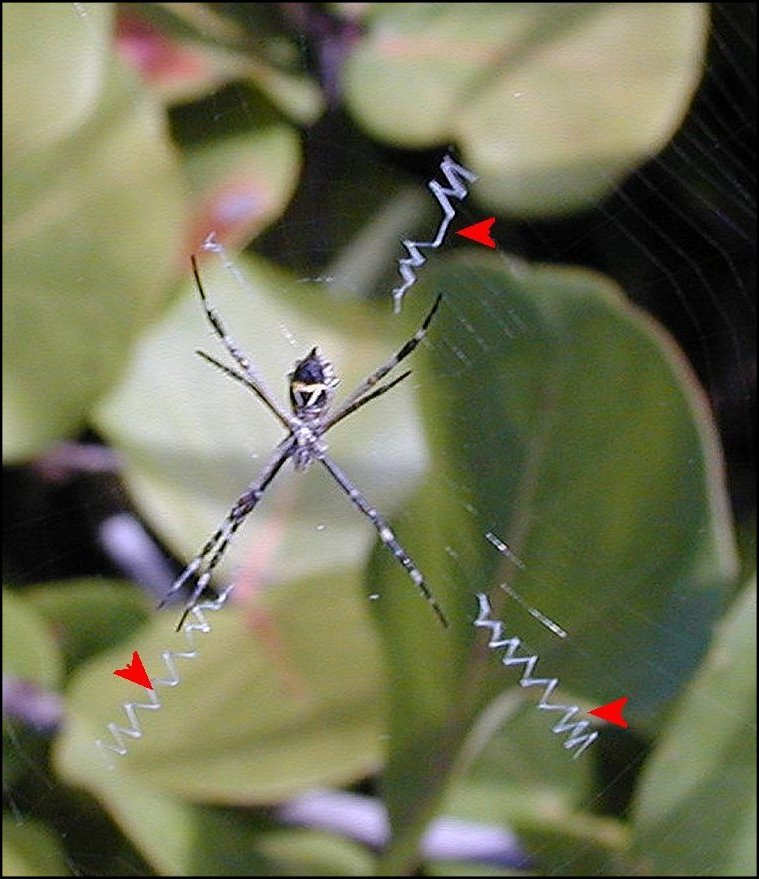 Argentata Mexique 3