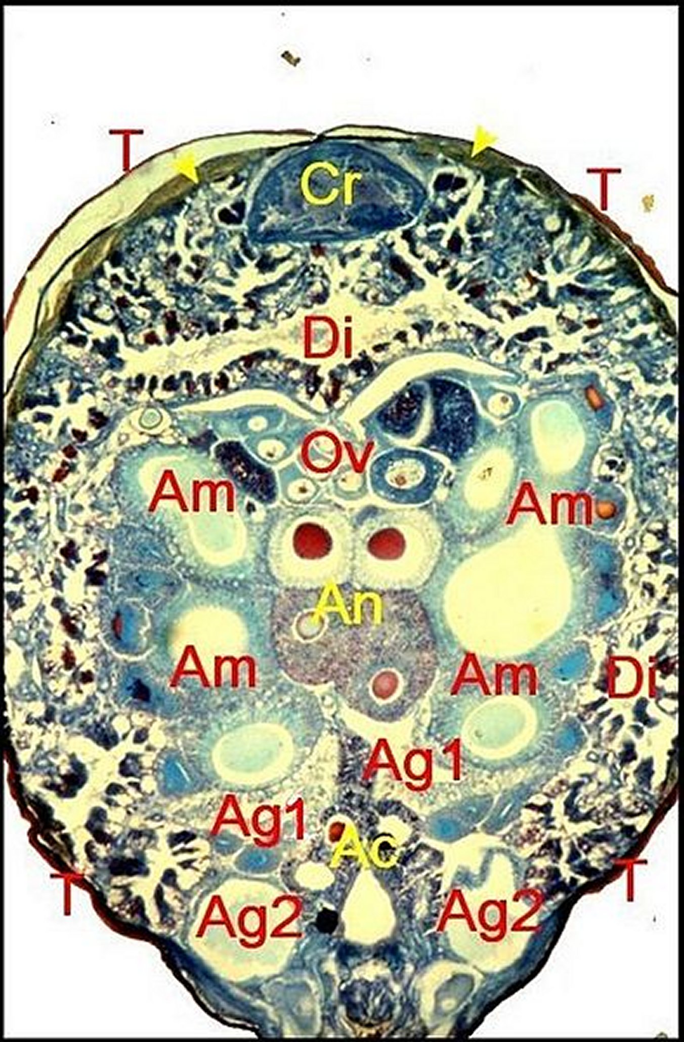 Argyrodes cellules guanine