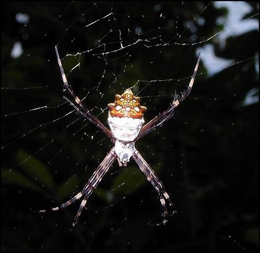 Argiope argentata, Guadeloupe 1