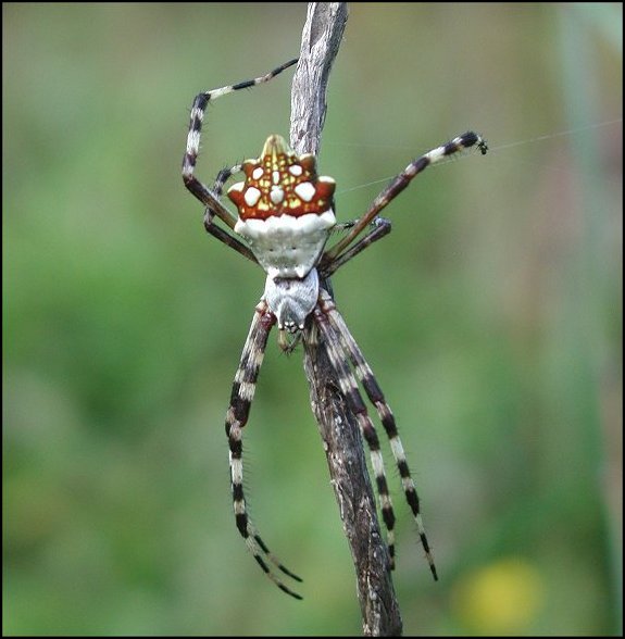 Argiope argentata, Guadeloupe 2