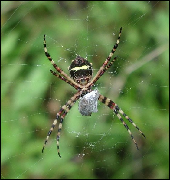 Argiope argentata, Guadeloupe 3