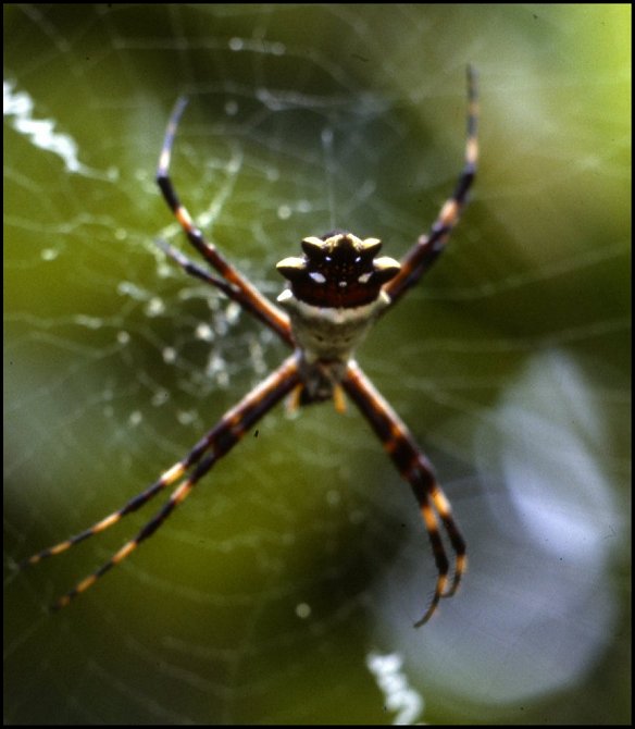 Argiope argentata Guyane