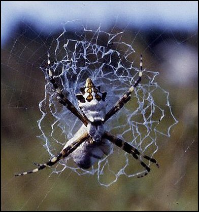Argiope argentata, Martinique