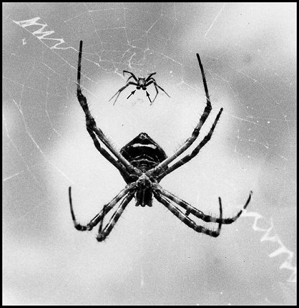Argiope argentata couple