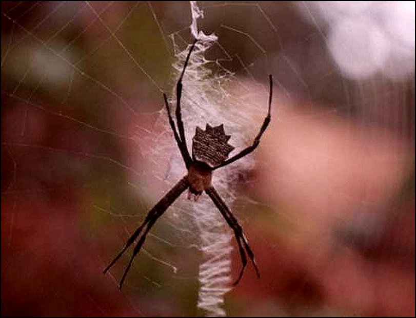 Argiope flavipalpis