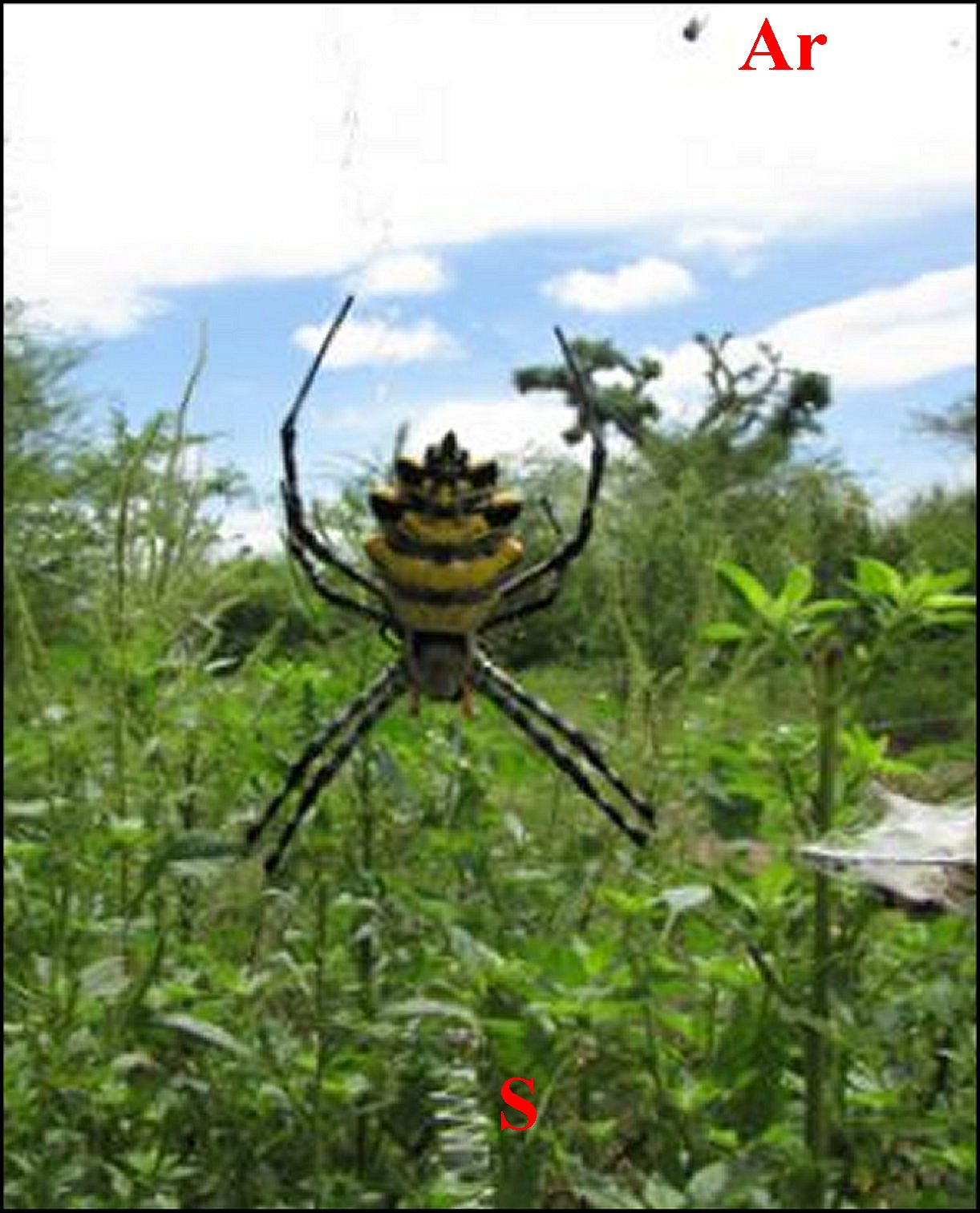 Argiope nigrovittata Argyrodes