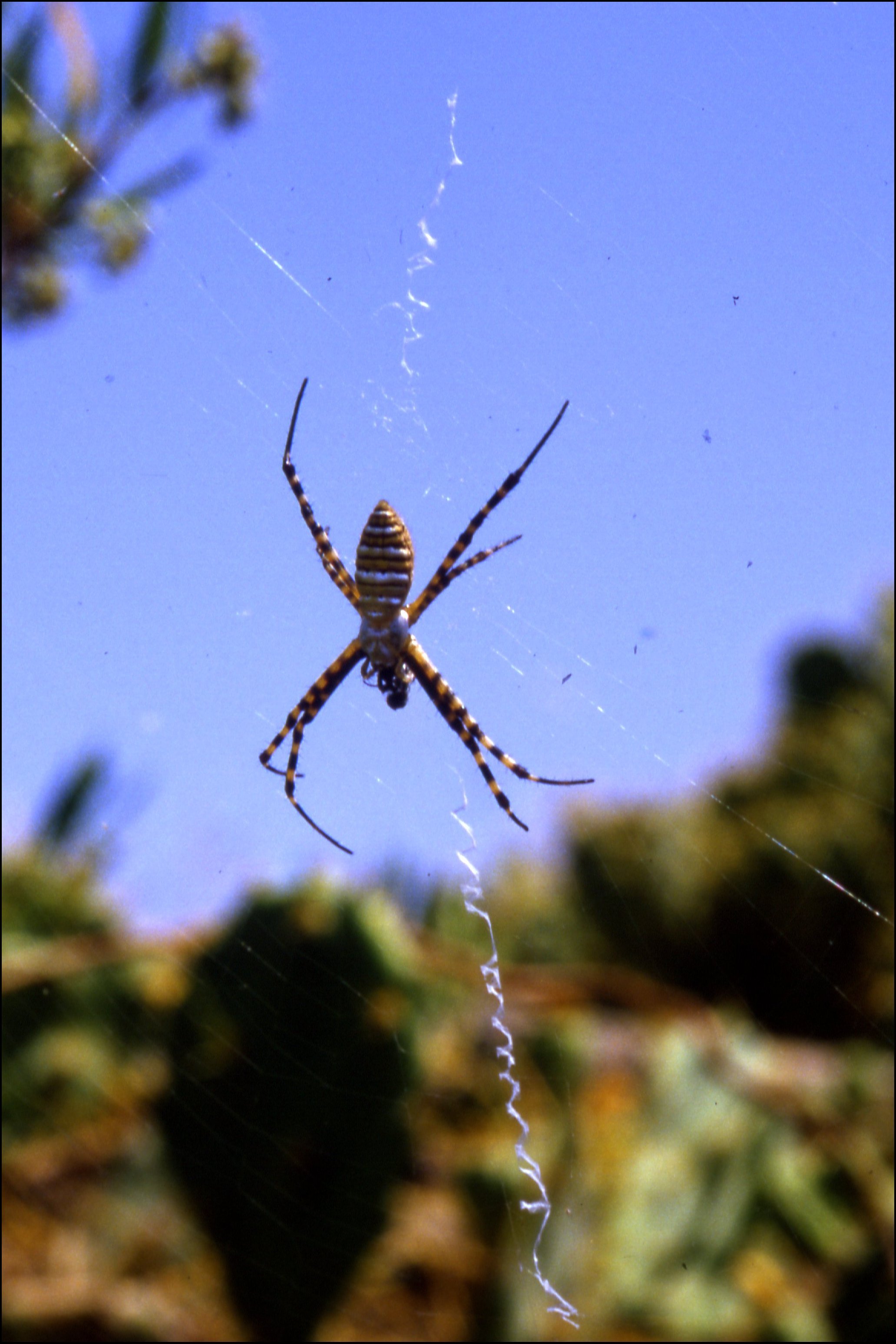 Argiope trifasciata a