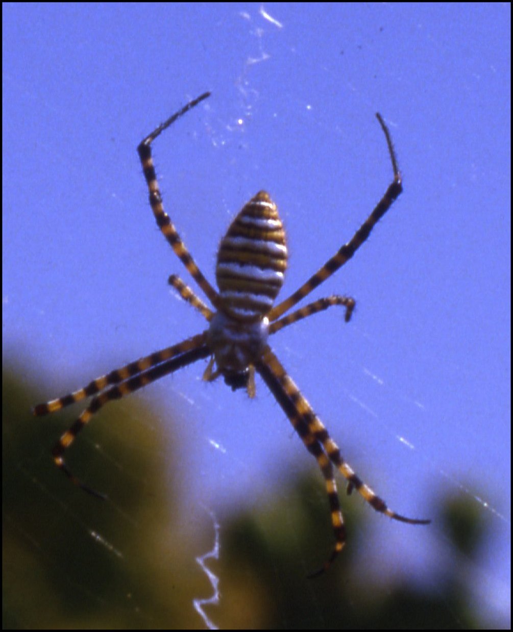 Argiope trifasciata b