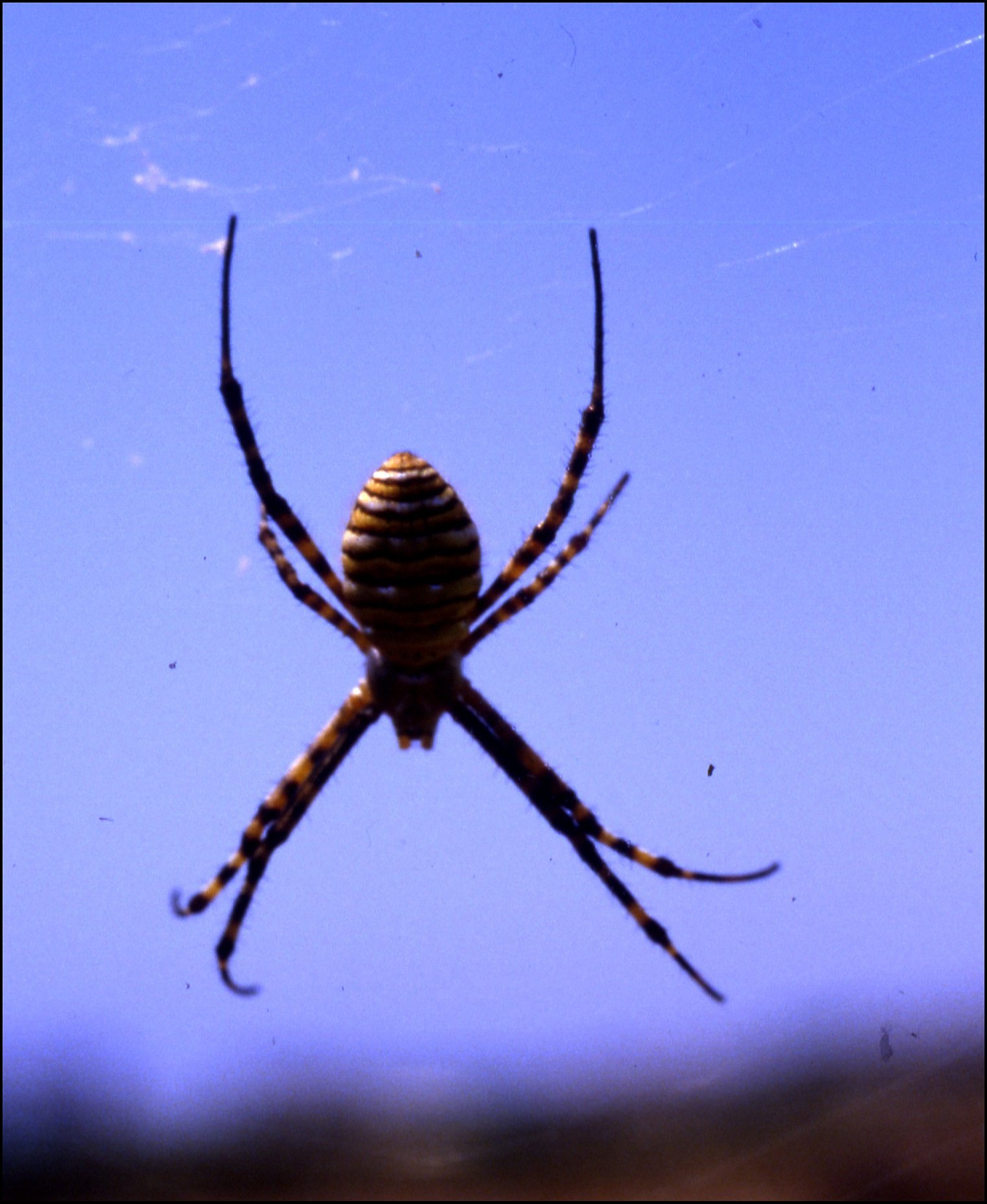 Argiope trifasciata c