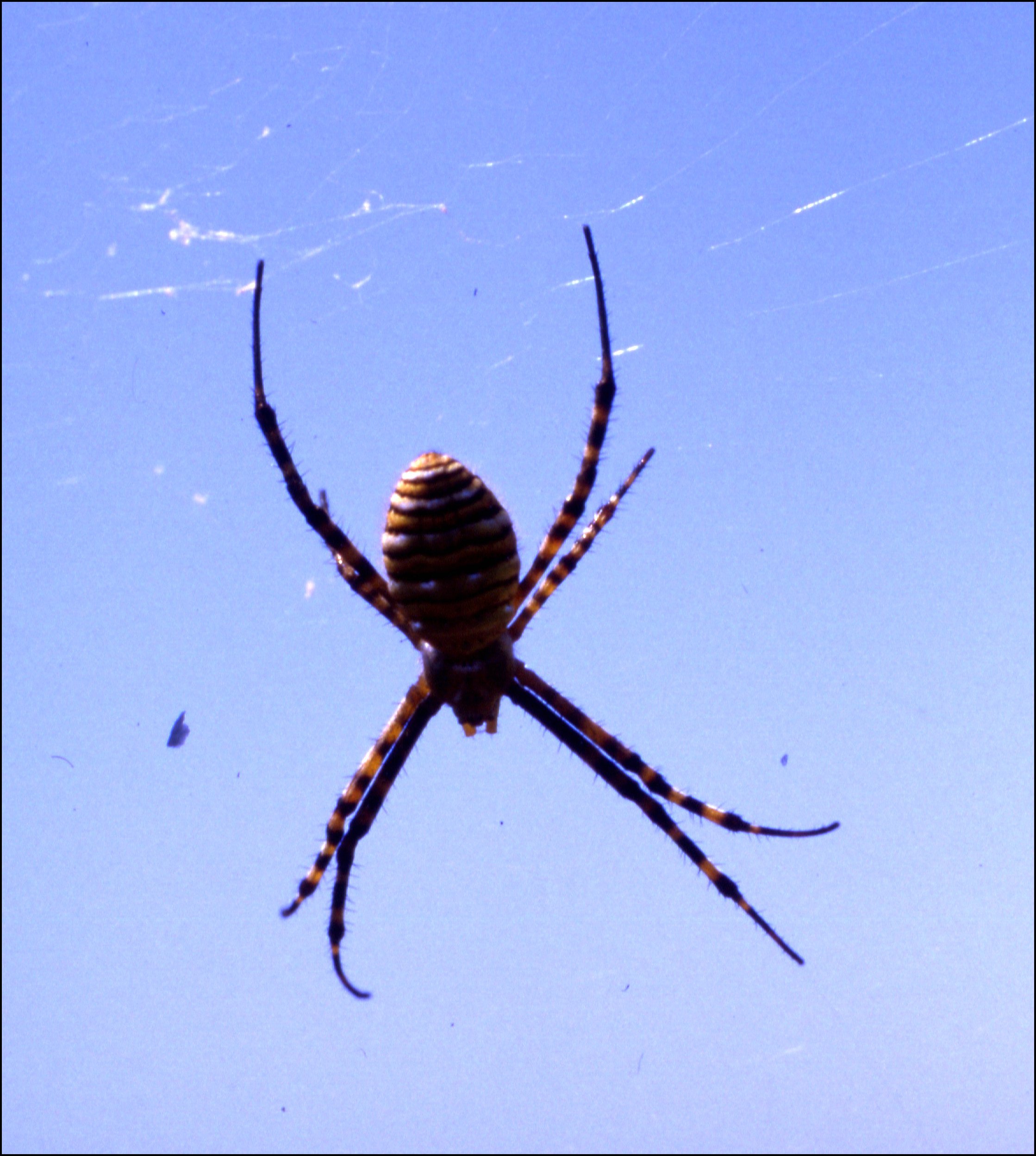 Argiope trifasciata d