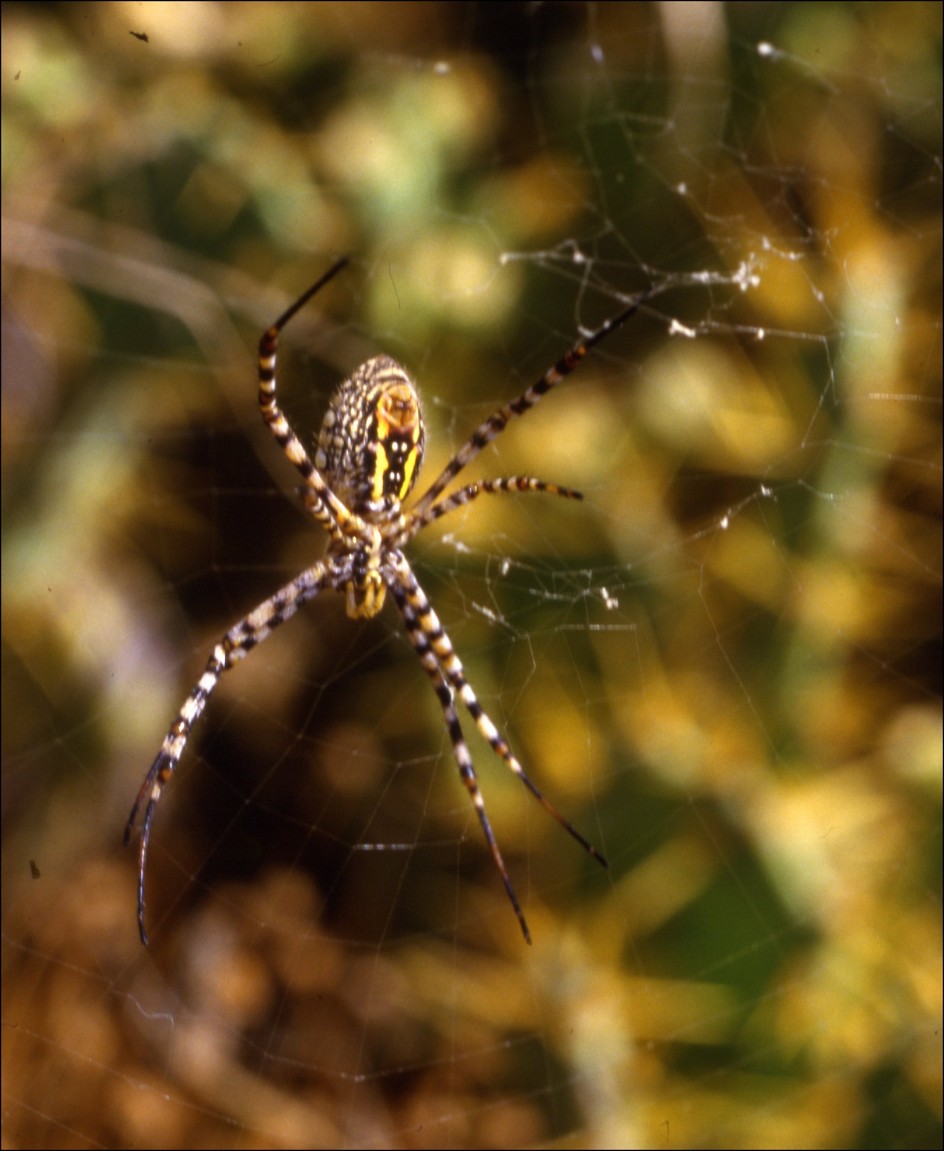 Argiope trifasciata e