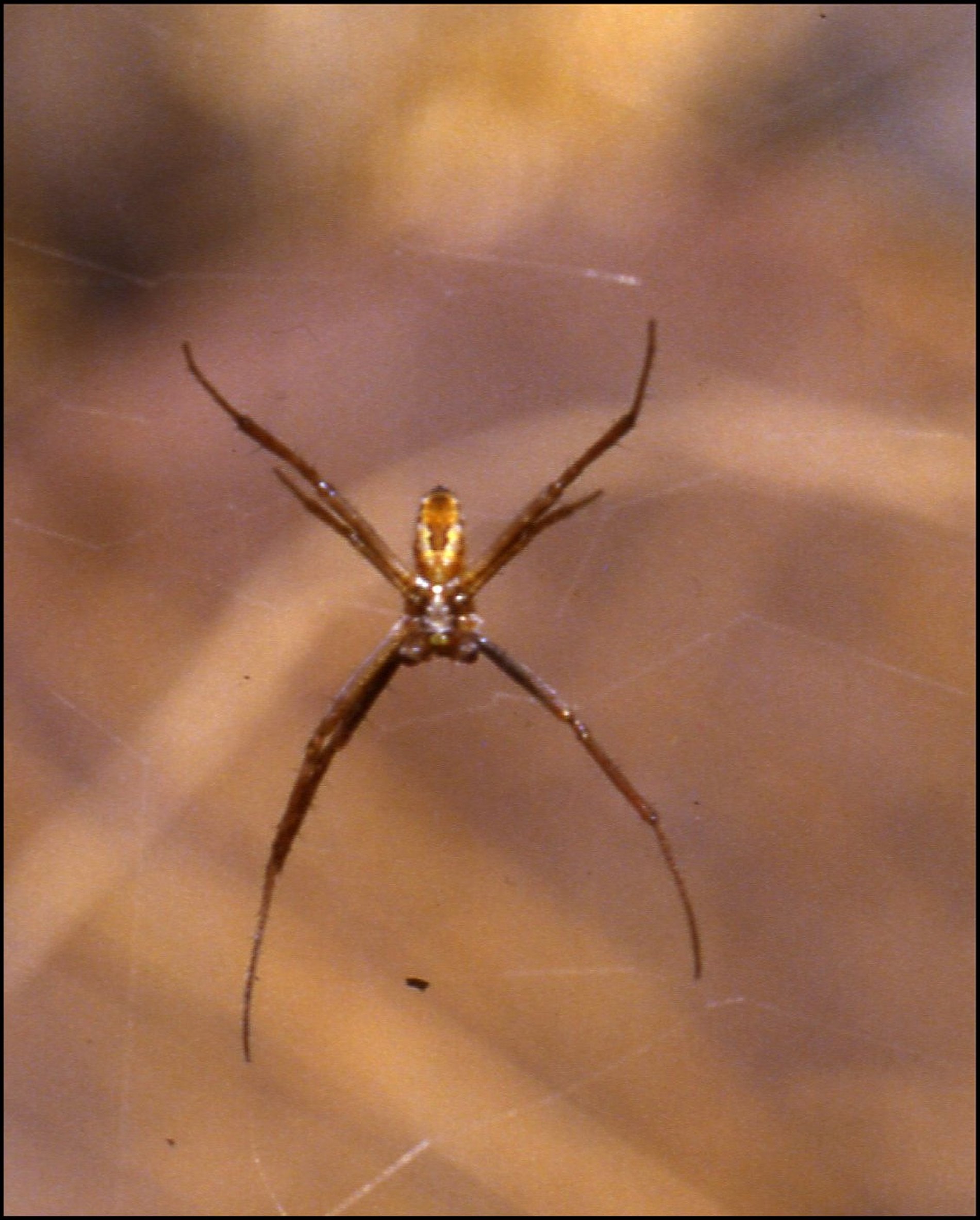 Argiope trifasciata  mâle 1