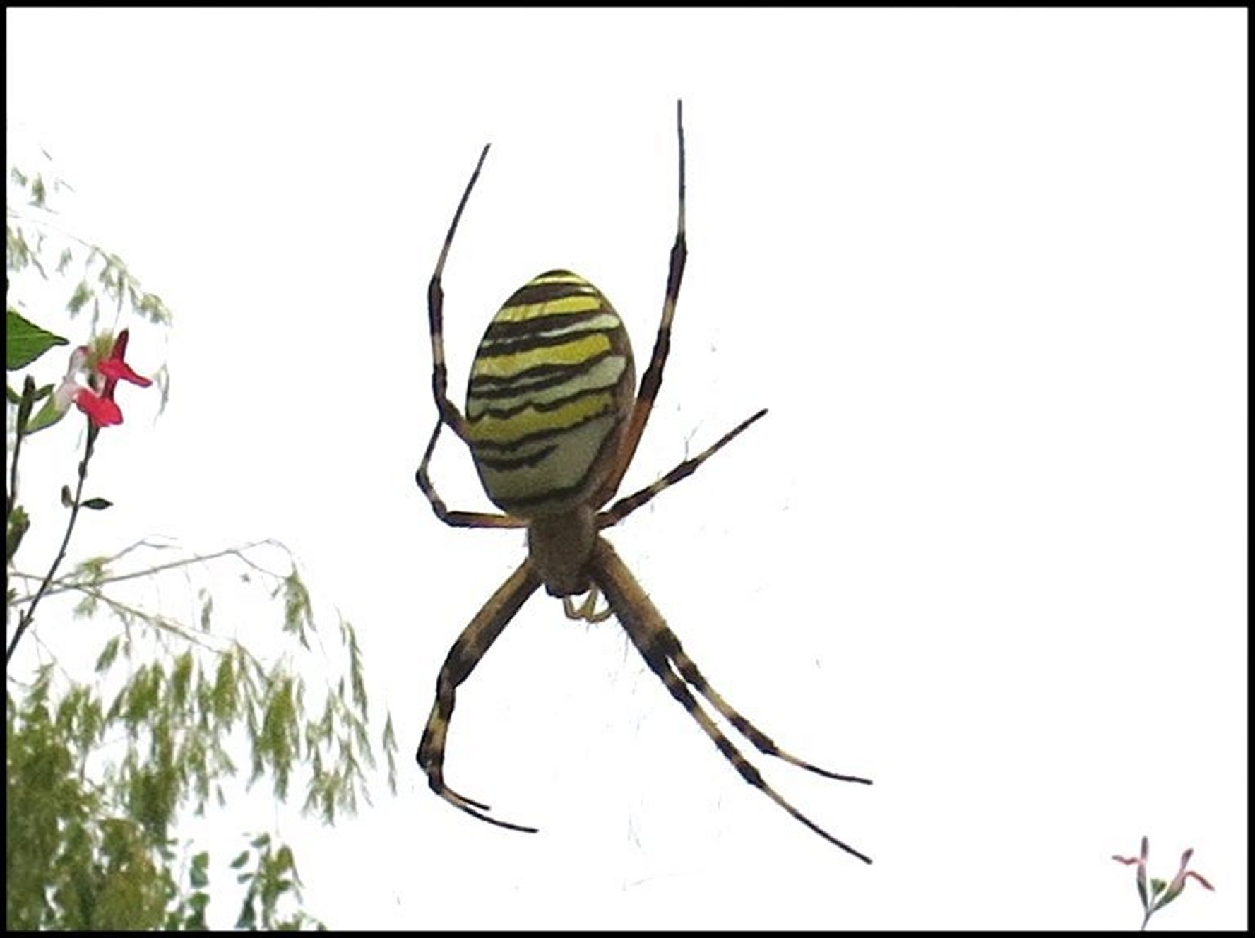 Argiope