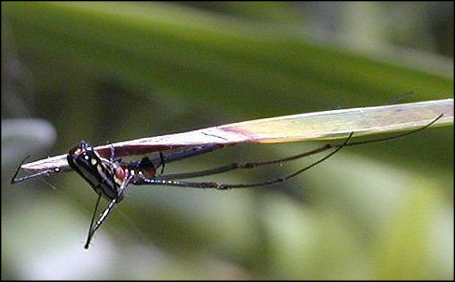 Argyra 1