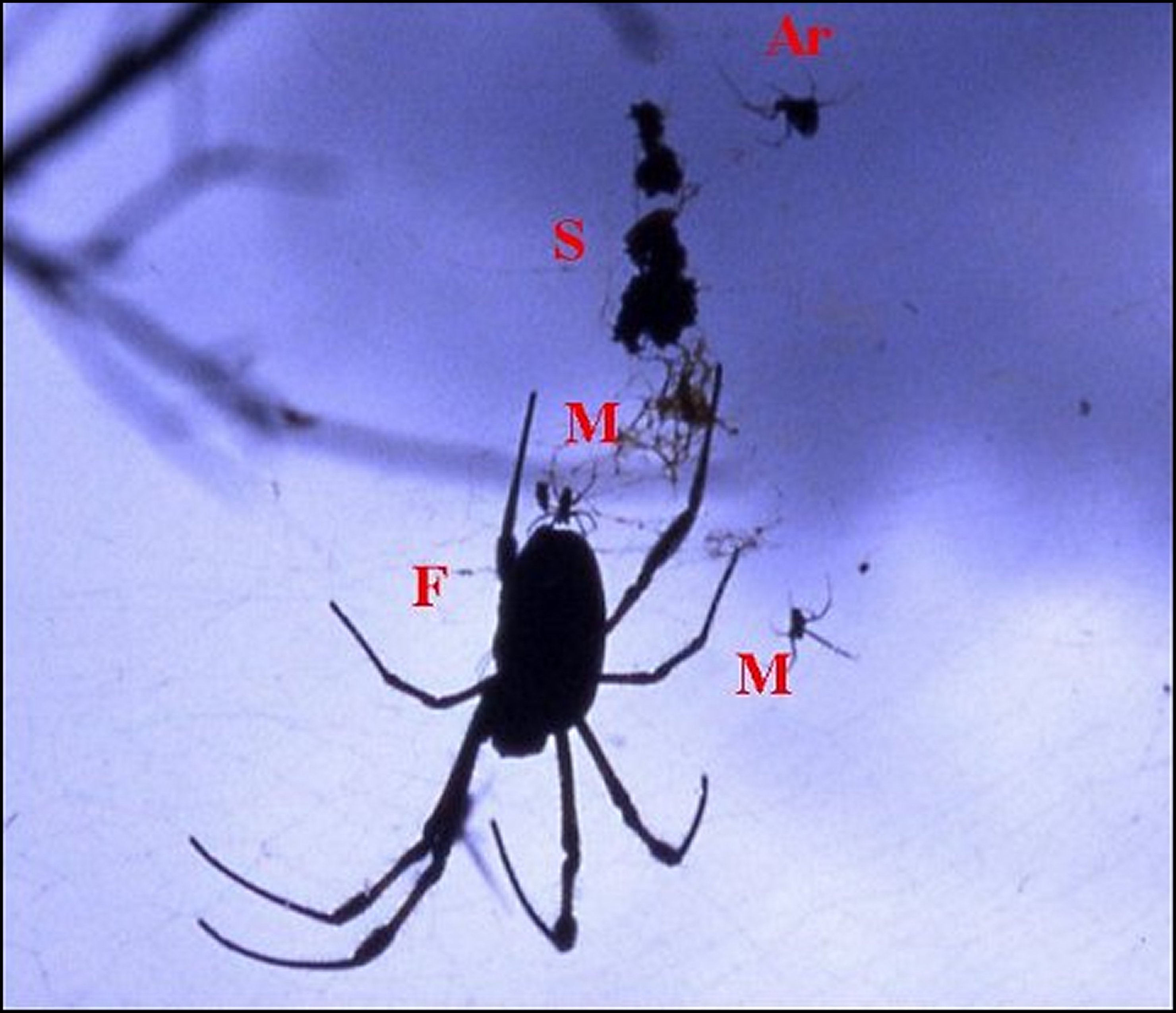 Argyrodes Nephila double