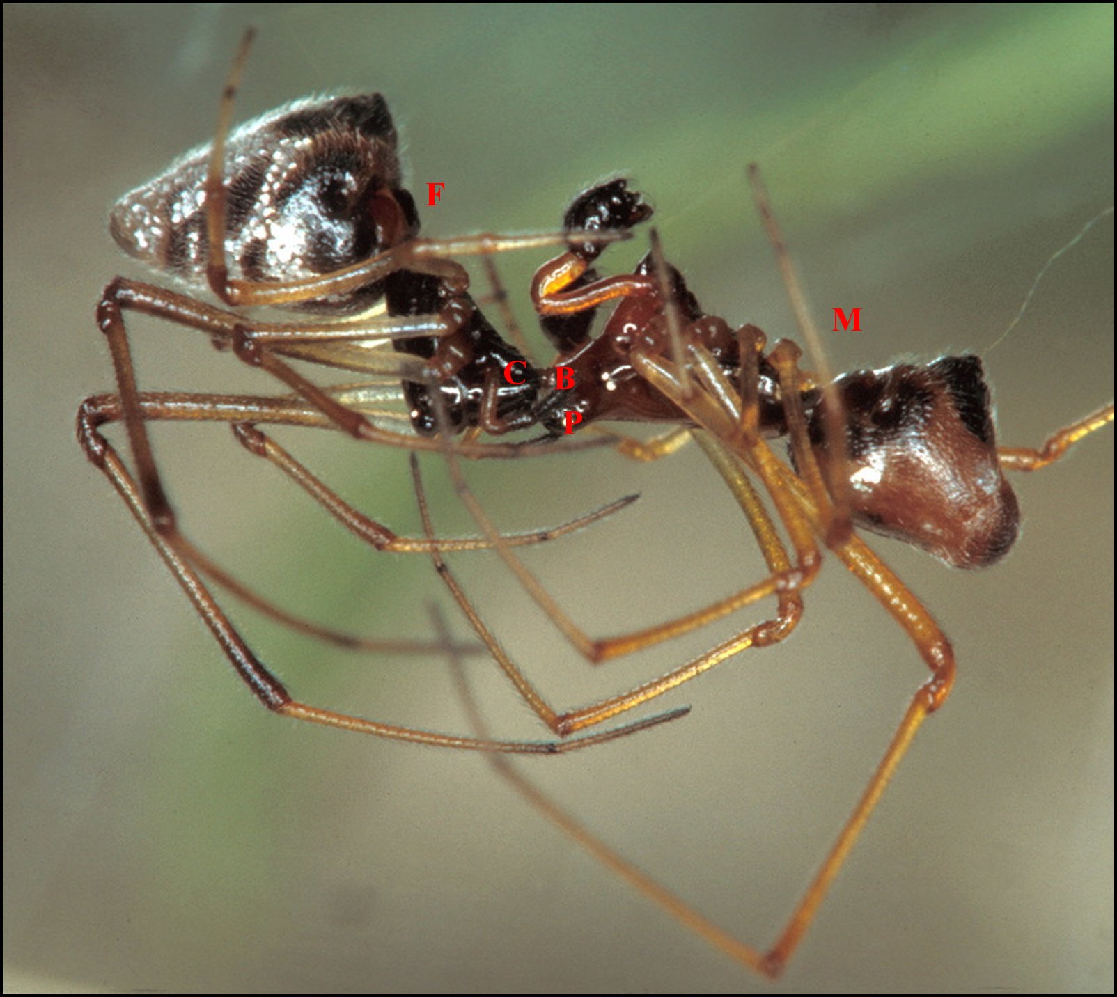 Argyrodes accouplement 1