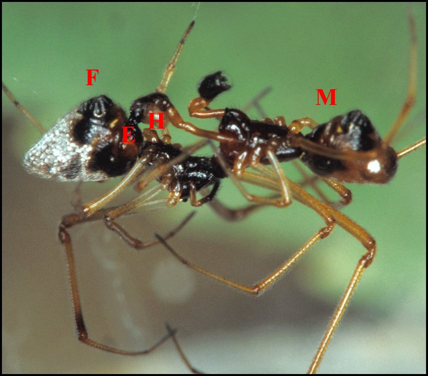 Argyrodes accouplement 2