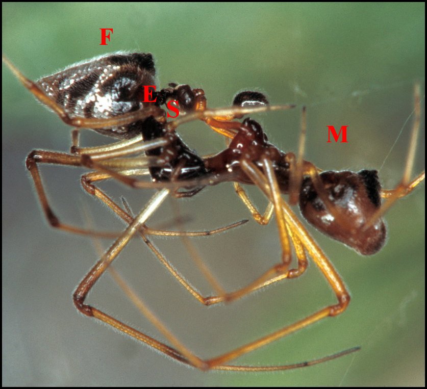 Argyrodes accouplement 3