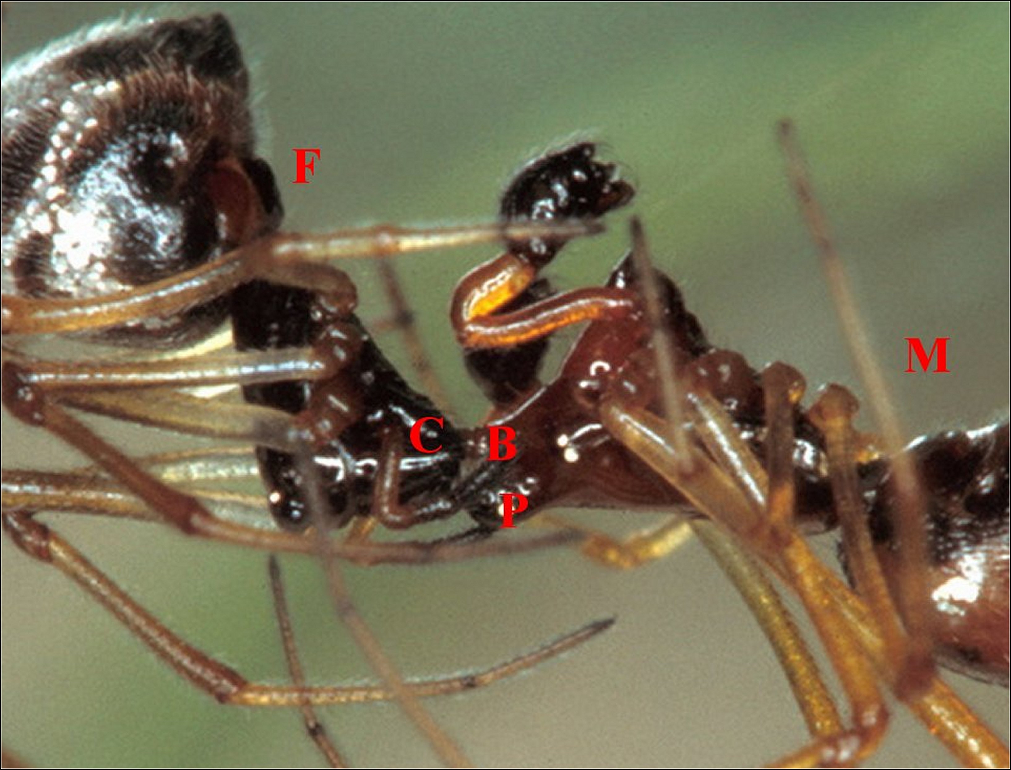 Argyrodes accouplement détail