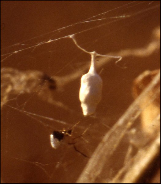 Argyrodes argentatus et cocon