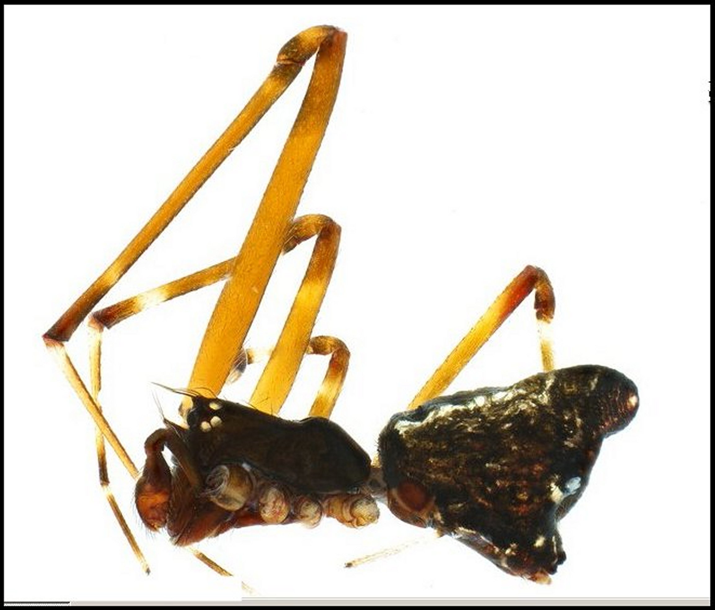 Argyrodes borbonicus mâle d'après Derepas