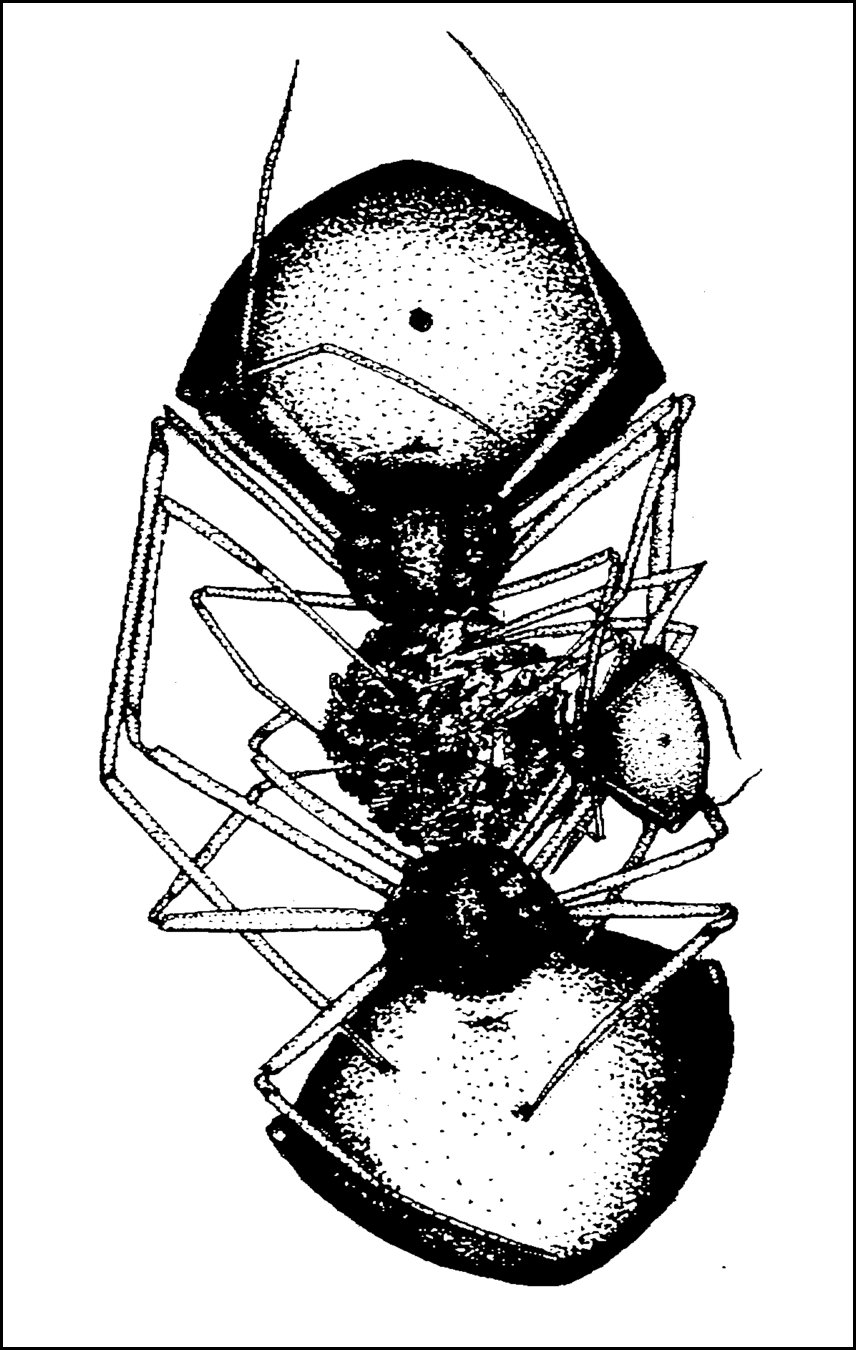 Argyrodes flavipes femelle et jeune