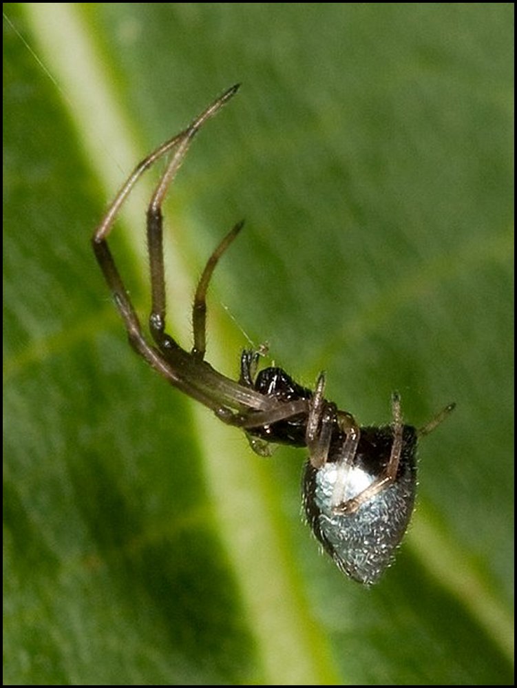 Argyrodes sp.