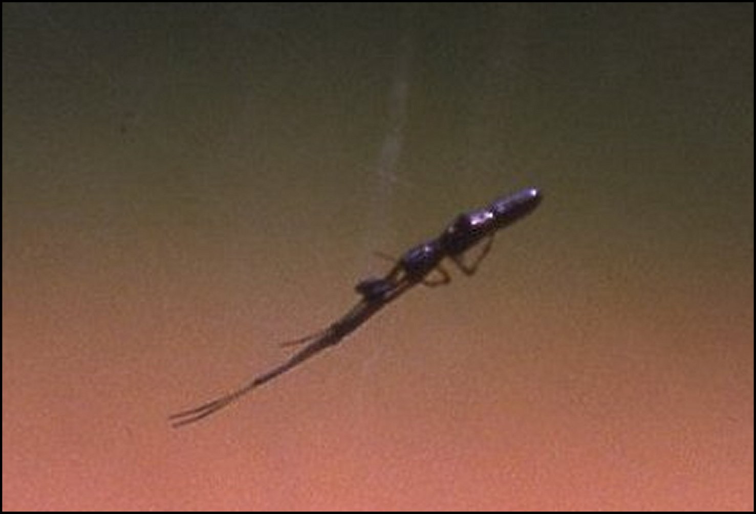 Argyrodes ululans sur Anelosimus