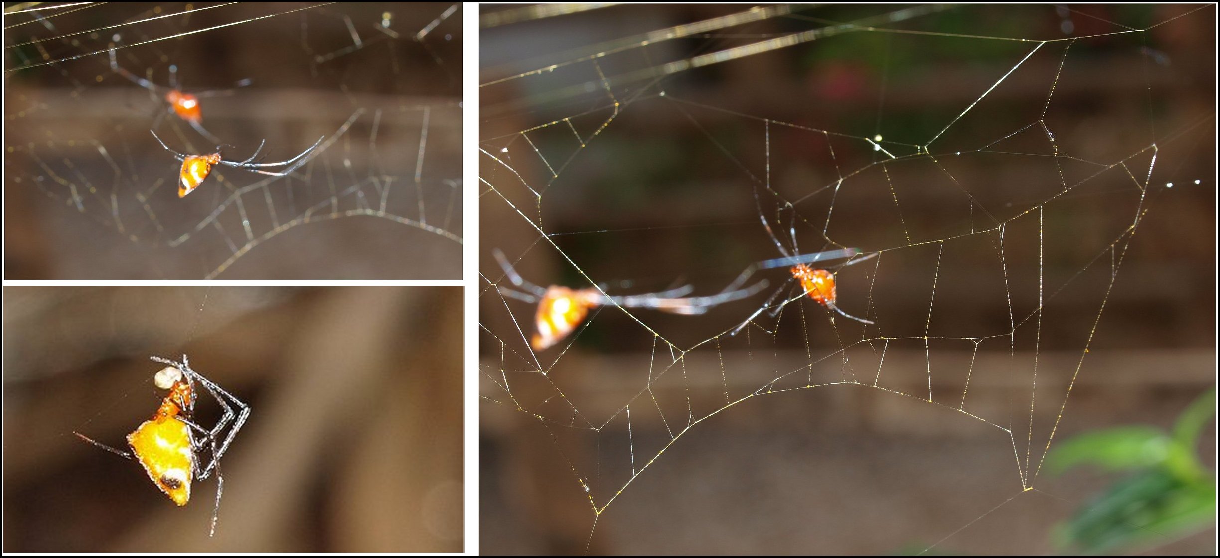 Argyrodes zonatus sur toiles Nephila com.