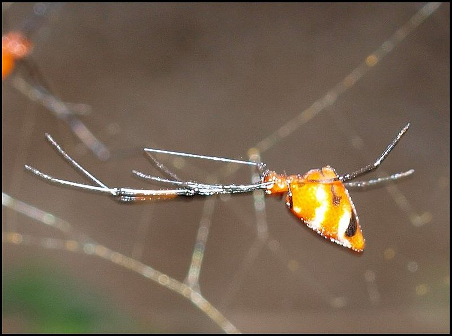 Argyrodes zonatus