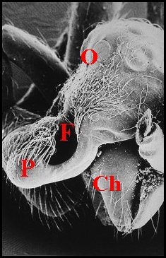Argyrodes cochleaforma