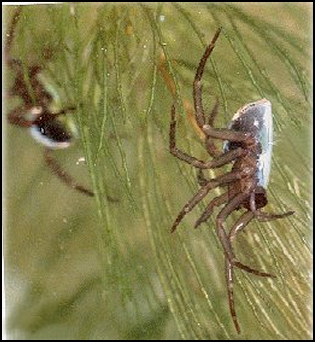 Argyroneta 1