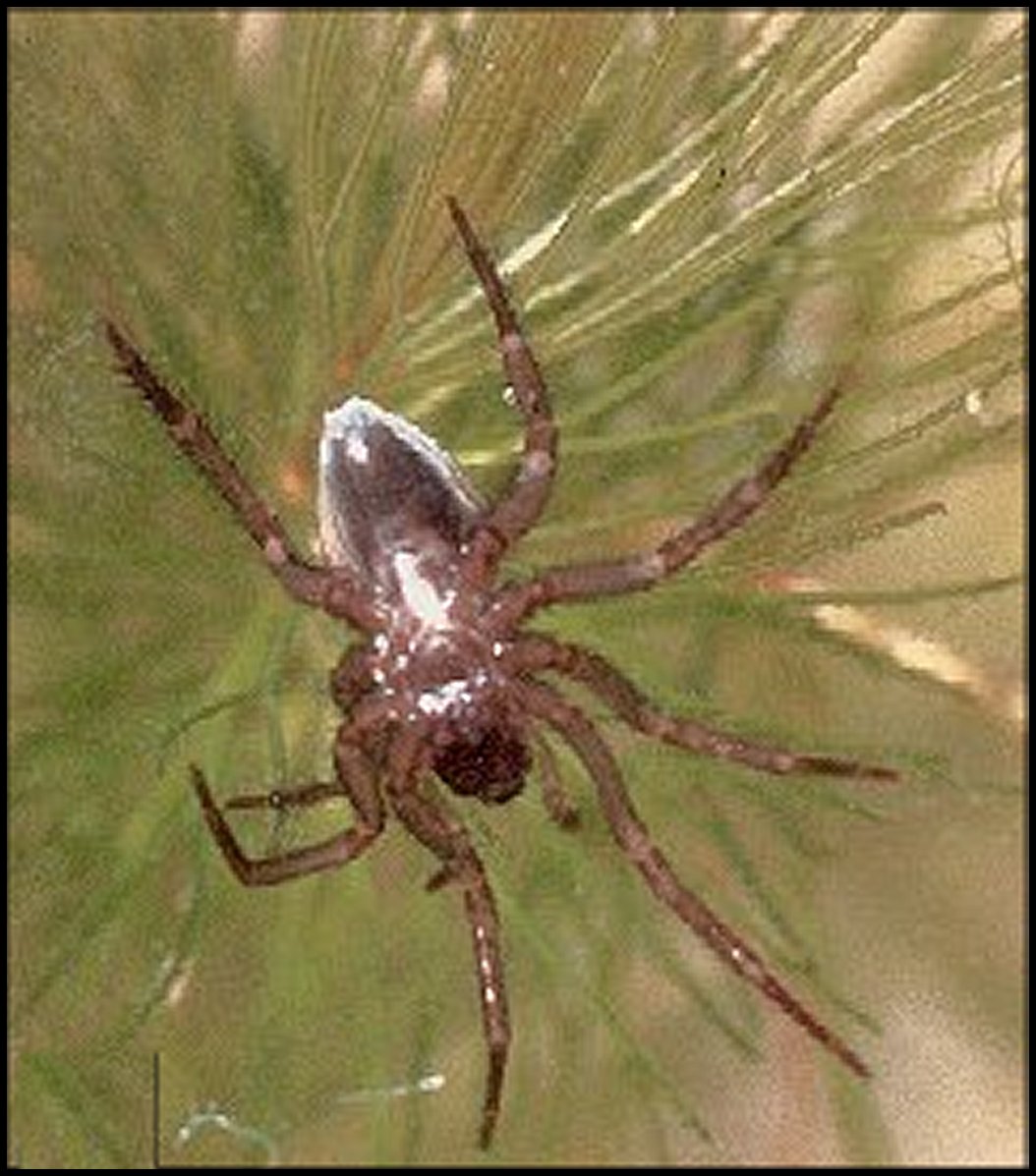Argyroneta 2