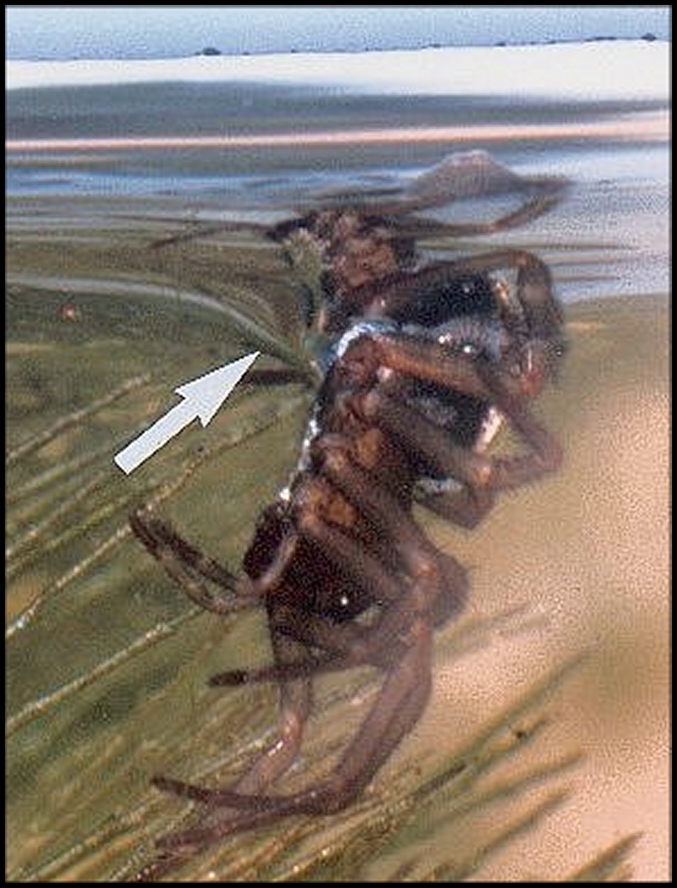 Argyroneta 3