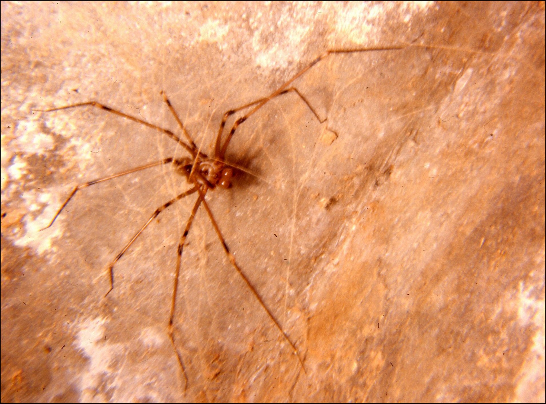 Artema atlanta 1