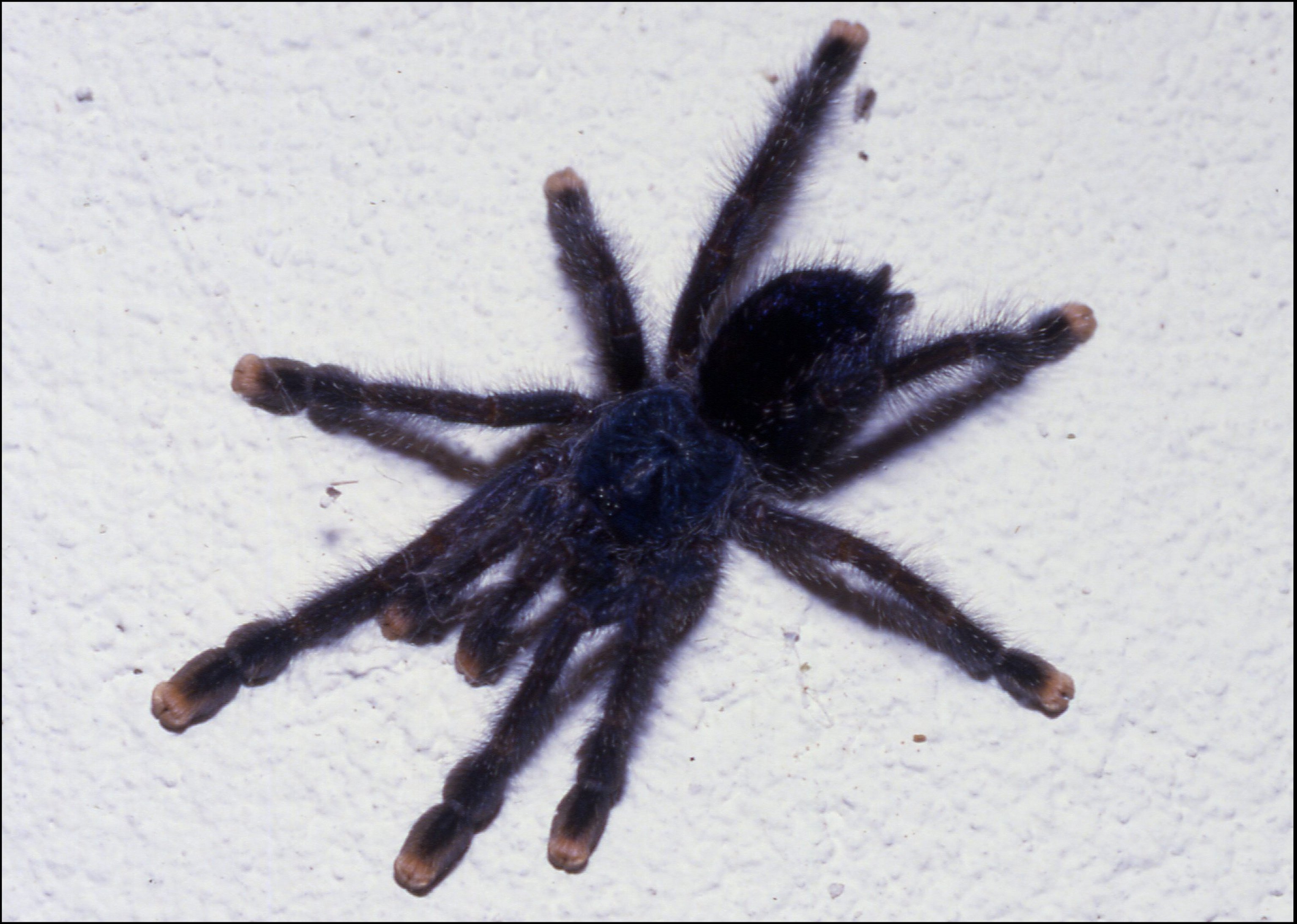 Aviulariu  avicularia 1
