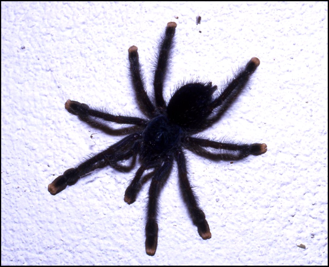 Avicularia 2