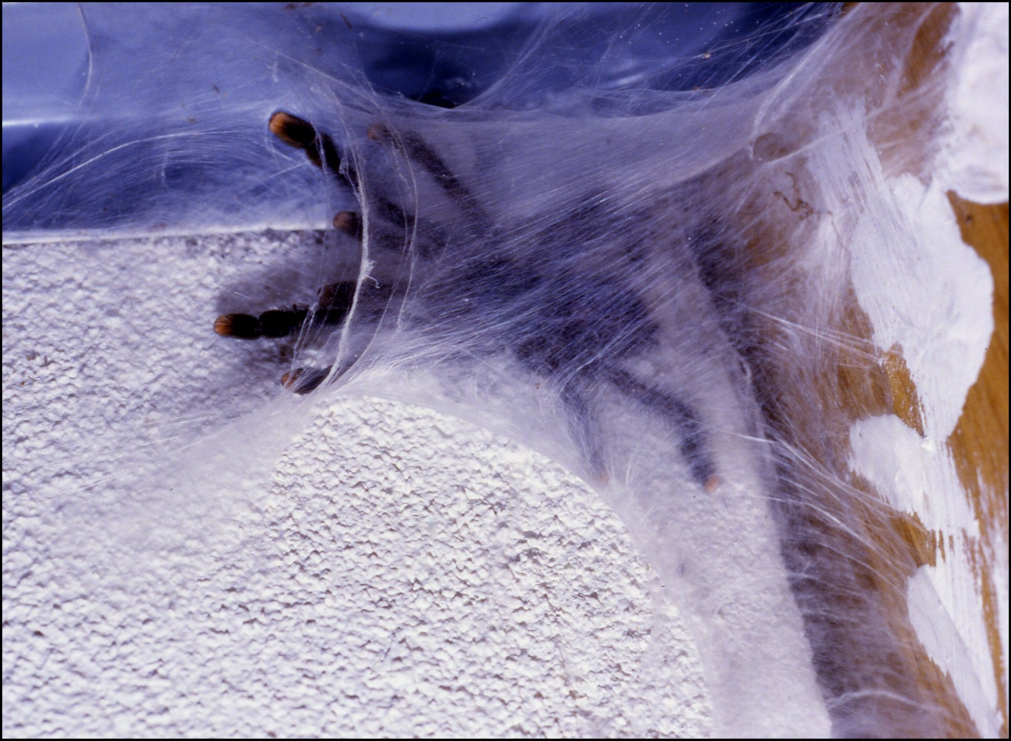 Avicularia et toile 1