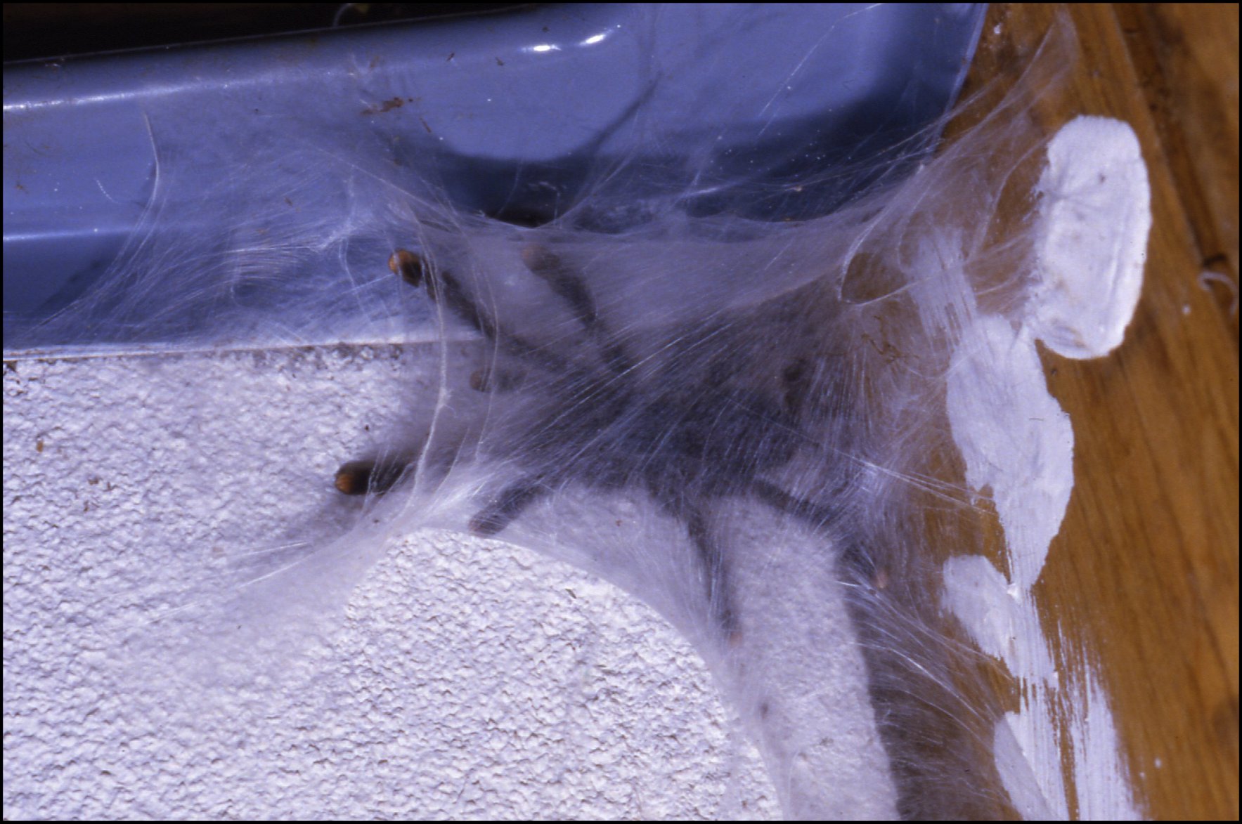 Avicularia  et toile 2